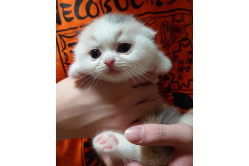 成約済の愛知県のスコティッシュフォールド-17121の3枚目