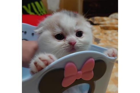 成約済の愛知県のスコティッシュフォールド-17121の2枚目