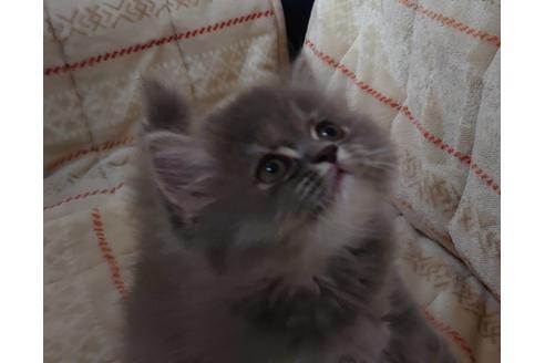 成約済の愛知県のミヌエット-17122の1枚目