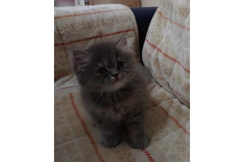 成約済の愛知県のミヌエット-17122の5枚目