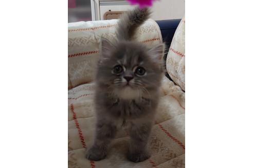 成約済の愛知県のミヌエット-17122の4枚目