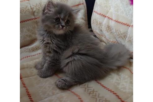 成約済の愛知県のミヌエット-17122の3枚目