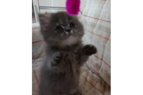 成約済の愛知県のミヌエット-17122の2枚目