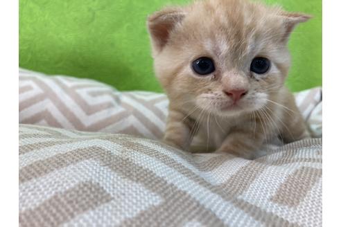 成約済の愛知県のスコティッシュフォールド-17145の1枚目