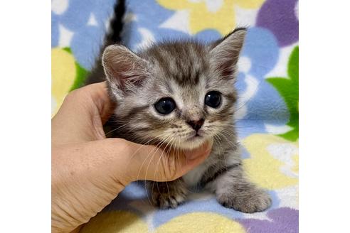 成約済の神奈川県のマンチカン-16942の3枚目