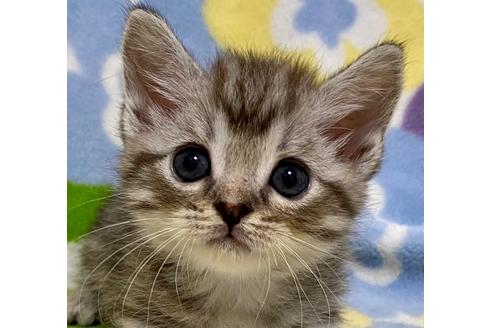 成約済の神奈川県のマンチカン-16942の1枚目