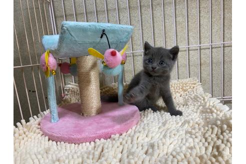 成約済の千葉県のマンチカン-17168の2枚目