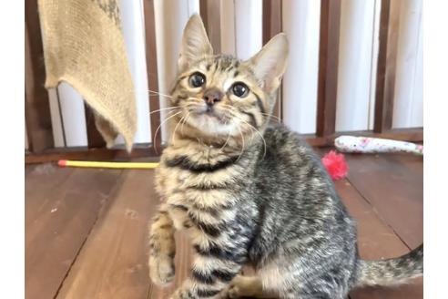 女の子のその他の猫種の子猫を探す 28ページ目 子猫ブリーダーナビ