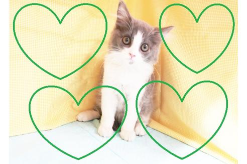 成約済の東京都のスコティッシュフォールド-17180の1枚目