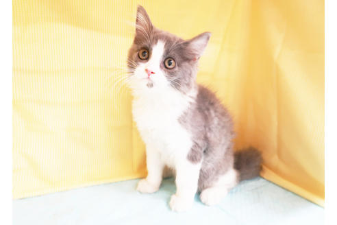 成約済の東京都のスコティッシュフォールド-17180の2枚目