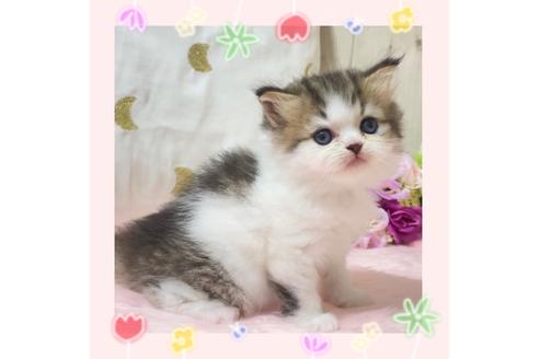 成約済の大阪府のラガマフィン-17184