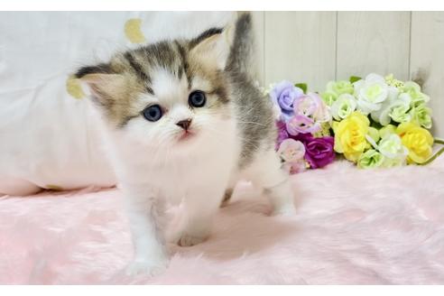 成約済の大阪府のラガマフィン-17184の2枚目