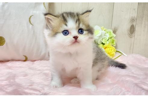 成約済の大阪府のラガマフィン-17184の3枚目