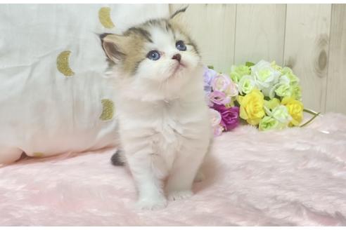 成約済の大阪府のラガマフィン-17184の5枚目