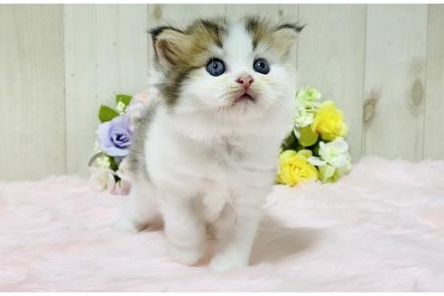 成約済の大阪府のラガマフィン-17185の2枚目