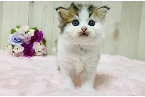 成約済の大阪府のラガマフィン-17185の3枚目