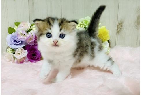 成約済の大阪府のラガマフィン-17185の4枚目