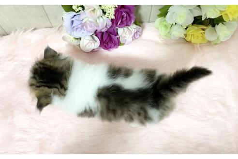 成約済の大阪府のラガマフィン-17185の5枚目