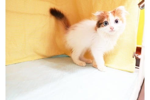 成約済の東京都のスコティッシュフォールド-16792の2枚目