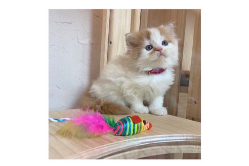 成約済の長野県のマンチカン-17211