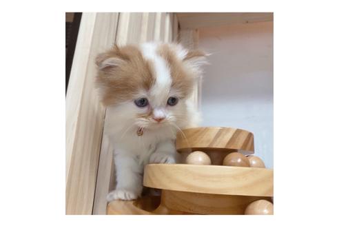 成約済の長野県のマンチカン-17211の5枚目