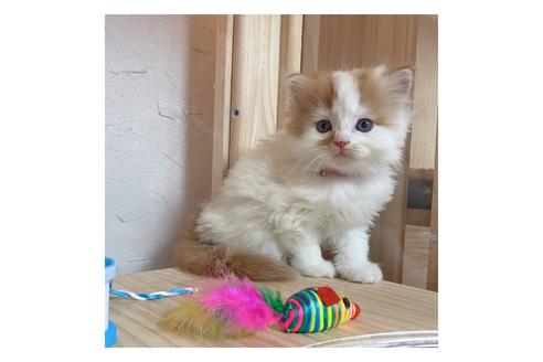 成約済の長野県のマンチカン-17211の4枚目