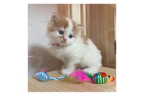 成約済の長野県のマンチカン-17211の3枚目