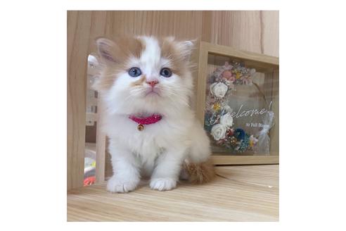 成約済の長野県のマンチカン-17211の2枚目