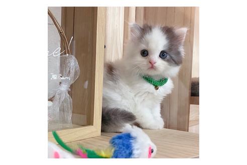 成約済の長野県のミヌエット-17213の1枚目