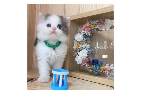 成約済の長野県のミヌエット-17213の4枚目