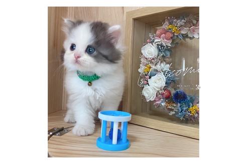 成約済の長野県のミヌエット-17213の3枚目