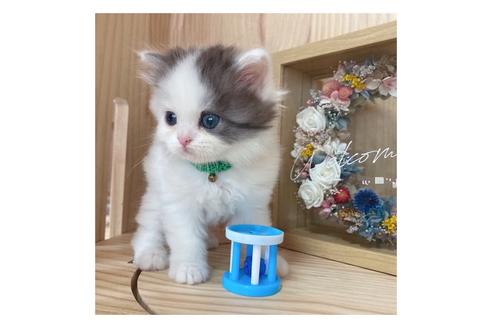 成約済の長野県のミヌエット-17213の2枚目