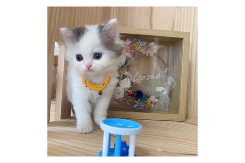 成約済の長野県のミヌエット-17214の4枚目