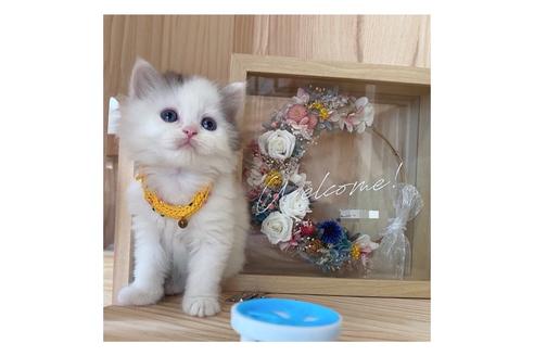 成約済の長野県のミヌエット-17214の1枚目