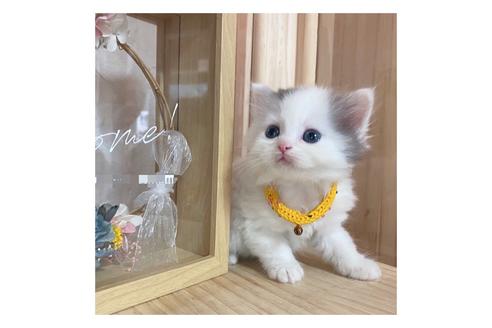 成約済の長野県のミヌエット-17214の2枚目