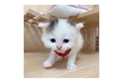 成約済の長野県のミヌエット-17215の1枚目