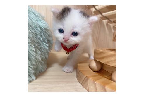 成約済の長野県のミヌエット-17215の5枚目