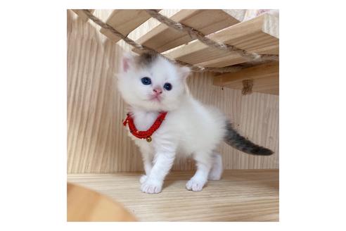 成約済の長野県のミヌエット-17215の4枚目