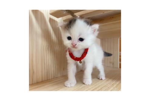 成約済の長野県のミヌエット-17215の2枚目