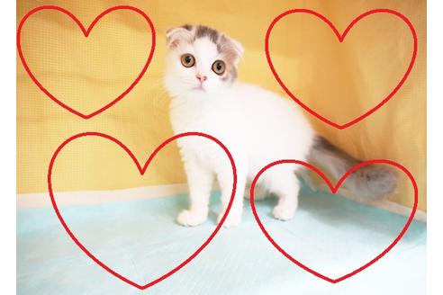 成約済の東京都のスコティッシュフォールド-15713の1枚目