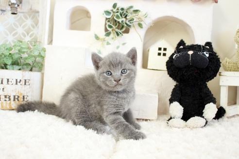 成約済の佐賀県のブリティッシュショートヘア-17332の5枚目