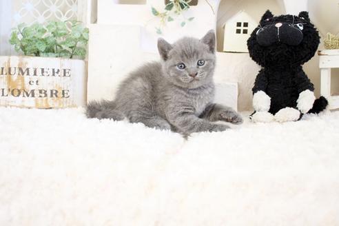 成約済の佐賀県のブリティッシュショートヘア-17332の4枚目