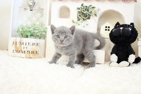 成約済の佐賀県のブリティッシュショートヘア-17332の3枚目