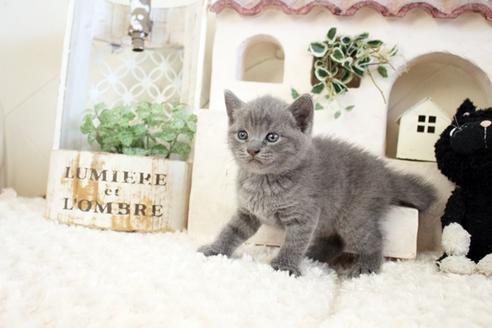 成約済の佐賀県のブリティッシュショートヘア-17332の2枚目