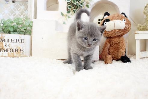 成約済の佐賀県のブリティッシュショートヘア-17333の5枚目