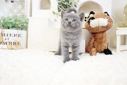 成約済の佐賀県のブリティッシュショートヘア-17333の4枚目