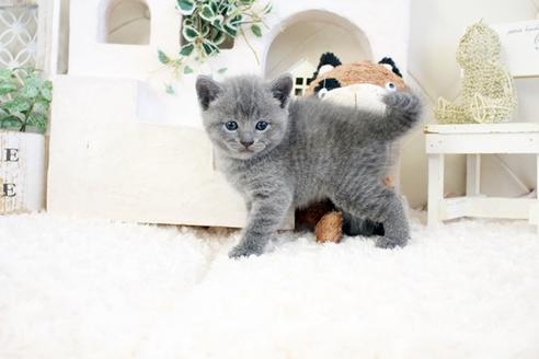 成約済の佐賀県のブリティッシュショートヘア-17333の3枚目