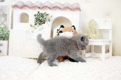 成約済の佐賀県のブリティッシュショートヘア-17333の2枚目