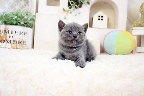 成約済の佐賀県のブリティッシュショートヘア-17334の5枚目