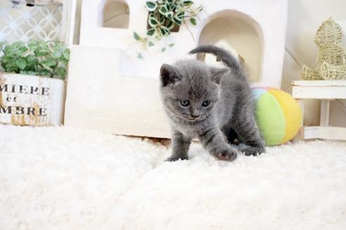 成約済の佐賀県のブリティッシュショートヘア-17334の4枚目